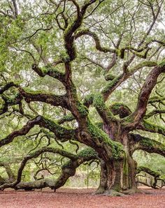 an old oak tree with moss growing on it's branches