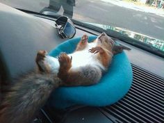 a cat sleeping in a pet bed on the back seat of a car with its paws hanging out