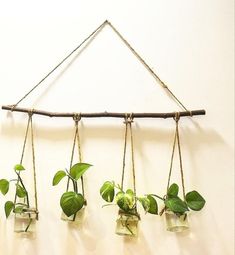 four glass vases with plants in them hanging from a rope on a white wall