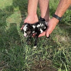 a man holding a small black and white puppy