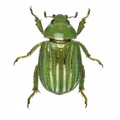 a green beetle with long legs and large antennae