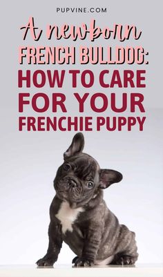 a puppy sitting on top of a table with the words french bulldog how to care for your frenchie puppy