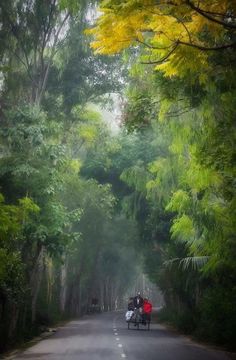 the motorcycle is driving down the road in the middle of the forest with trees on both sides