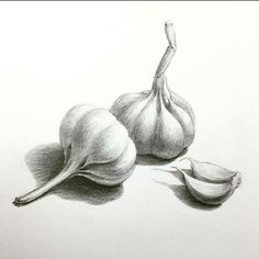 a pencil drawing of two garlics on a white paper