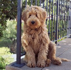 a shaggy brown dog sitting on the sidewalk next to a metal fence and black railing