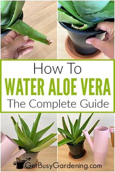 how to water aloe vera the complete guide