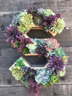 the letter e is made out of succulents and wooden planks on a wall