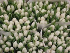 white tulips are arranged in paper cones