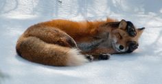 a fox curled up sleeping in the snow