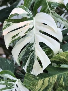 white and green leafy plants in a planter