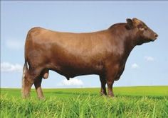 a large brown cow standing on top of a lush green grass covered field next to a white flag