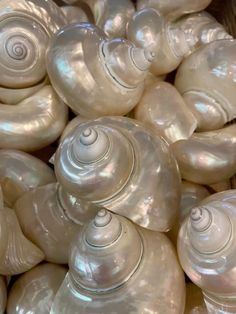 many white shells are stacked up together