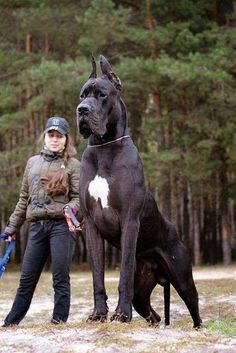 a large black dog standing next to a woman with a blue stick in it's mouth