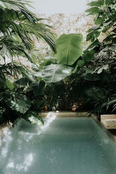 an indoor swimming pool surrounded by tropical plants