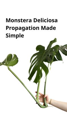 a person holding a plant with the words monstera deliciaosa propaganda made simple