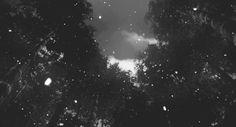 black and white photograph of trees in the rain with snow falling on them at night