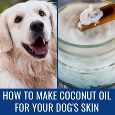 a dog with its mouth open next to a jar of coconut oil and a wooden spoon