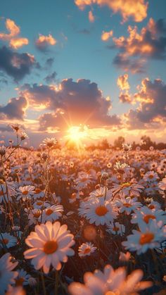 the sun is setting over a field of daisies