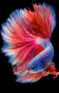 a red and blue siamese fish on a black background with its tail curled up