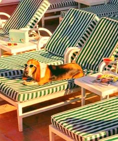 a dog laying on top of a green and white striped lawn chair next to another set of chairs