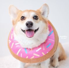 a dog with a pink donut on it's collar