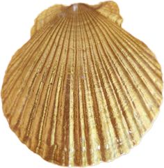 a close up of a shell on a white background