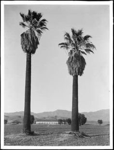 black and white photograph of two palm trees in the middle of an open field with mountains in the background