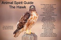 an animal spirit guide for the hawk is shown in this image with information about it