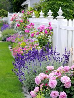 pink roses and purple lavenders line the side of a white picket - fenced garden