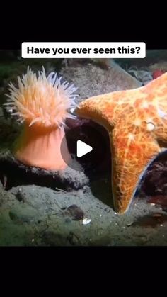 an orange starfish with its mouth open and another one in the background looking at it