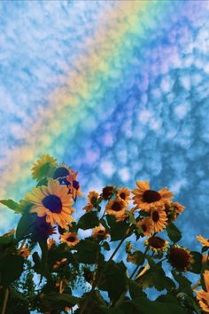 sunflowers in front of a rainbow colored sky