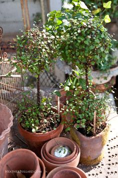 several potted plants sitting on top of a table