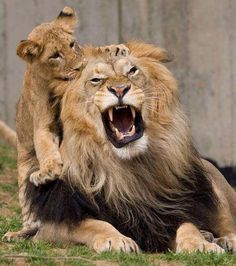 two lions are playing with each other in the grass and one has its mouth open