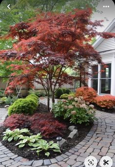 Backyard Deck Ideas, Creative Backyard, Courtyard Gardens Design, Maple Trees, Trends For 2024