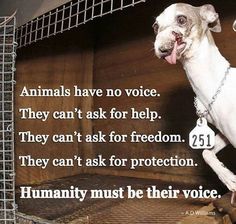 a white dog standing on its hind legs in a cage with the caption animals have no voice they can't ask for help