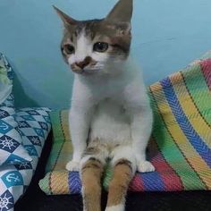 a cat sitting on top of a colorful blanket