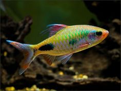 a colorful fish swimming in an aquarium