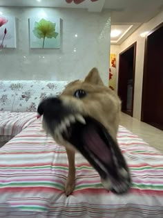 a dog with its mouth open on top of a striped bed sheet in a bedroom