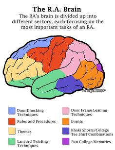 the human brain is divided into different sections, each focusing on the most important tasks of an ira