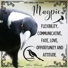 a black and white bird with a quote on it