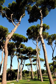 several tall pine trees stand in the grass