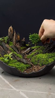 a person cutting moss with a knife on top of a bowl filled with wood and plants