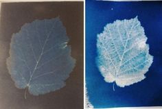 two pictures of leaves, one is blue and the other is white