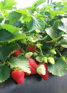 strawberries are growing on the plant with green leaves