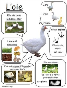 a poster with different types of birds and their names in french, english or spanish