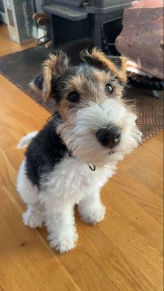 a small dog standing on top of a wooden floor