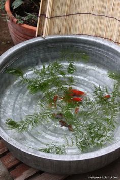 a metal bowl filled with water and plants