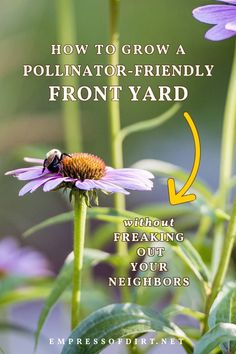 a purple flower with the words how to grow a pollineator - friendly front yard