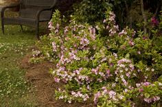 some pink flowers are in the grass near a bench and chair on the side walk