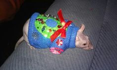 a small dog wearing a sweater with lights on it